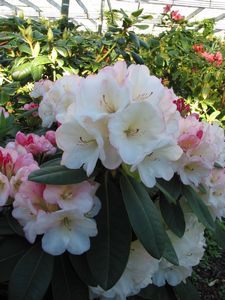 (R. VULCAN X R. ELSPETH)